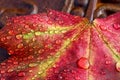 Brightly colored maple leaf in autumn with water drops Royalty Free Stock Photo