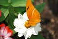 A brightly colored orange butterfly on a pure white flower. Royalty Free Stock Photo