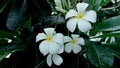 Brightly colored ornamental flowers are common in abundance.