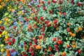 Brightly Colored Ornamental Lantana Bush
