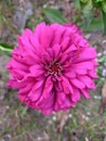 brightly colored paper flower or Zinnia elegans