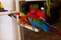 Brightly Colored Parrot Preening On Perch