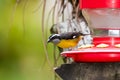 Cute yellow and black bird perched on a hummingbird feeder with a blurred background. Royalty Free Stock Photo