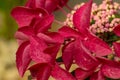 Brightly colored pink and red hydrangea buds and petals, using a shallow depth of field. Royalty Free Stock Photo