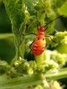A brightly colored red and orange cotton stainer bug & x28;Dysdercus& x29; with black markings perches on a plant Royalty Free Stock Photo