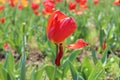 Brightly Colored - Red Tulip