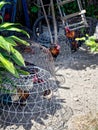 Brightly colored roosters in wired cage. There are several roosters in the yard.