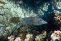 Brightly colored scrawled filefish aluterus scriptus, scribbled leatherjacket, broomtail swimming in tropical waters, Red Sea, Royalty Free Stock Photo