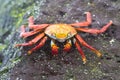 Red And Orange Crab Climbing Rocks In The Galapagos Islands, Ecuador
