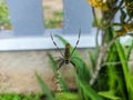 A brightly colored spider, possibly an orb-weaver. Royalty Free Stock Photo