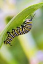 Brightly colored striped caterpillar foraging. Royalty Free Stock Photo