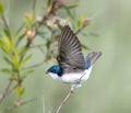 brightly colored tree swallow Royalty Free Stock Photo