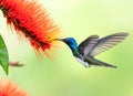 A Tropical photo of a White-necked Jacobin hummingbird, Florisuga mellivora Royalty Free Stock Photo