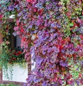 Window with flowers on the windowsill