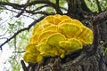 Brightly colored yellow bracket fungus Laetiporus sulphureus on a willow tree