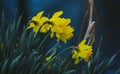 Daffodils next to the water`s edge