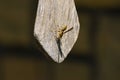 Yellow Jacket Paper Wasp hanging on board Royalty Free Stock Photo