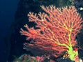 Brightly coloured Bamboo Coral Acanella with a dark background Royalty Free Stock Photo