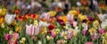 Brightly coloured daffodils, lilies and tulips at Keukenhof Gardens, Lisse, Netherlands. Keukenhof is known as the Garden of Royalty Free Stock Photo