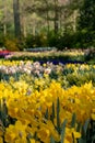 Brightly coloured daffodils and tulips at Keukenhof Gardens, Lisse, Netherlands. Keukenhof is known as the Garden of Royalty Free Stock Photo