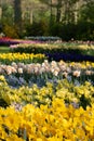 Brightly coloured daffodils and tulips at Keukenhof Gardens, Lisse, Netherlands. Keukenhof is known as the Garden of Royalty Free Stock Photo