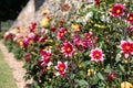 Brightly coloured dahlia flowers growing on terraces at Chateau Villandry, Loire Valley, France. Royalty Free Stock Photo