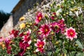 Brightly coloured dahlia flowers growing on terraces at Chateau Villandry, Loire Valley, France. Royalty Free Stock Photo