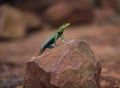 Brightly coloured male flatlizard viewing its environment from a rock