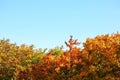 Brightly coloured leaves on autumn tree tops, blue sky above - space for text. Fall background