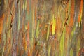 BRIGHTLY COLOURED LINES ON THE BARK AND TRUNK OF A TREE Royalty Free Stock Photo