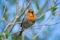 Robin singing from a skinny branch