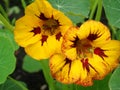 Brightly coloured orange Nasturtium Tropaeolum