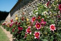 Brightly coloured dahlia flowers growing on terraces at Chateau de Villandry, Loire Valley, France. Royalty Free Stock Photo