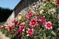 Brightly coloured dahlia flowers growing on terraces at Chateau de Villandry, Loire Valley, France. Royalty Free Stock Photo