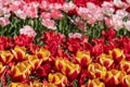 Brightly coloured red, pink and yellow tulips at Keukenhof Gardens, Lisse, Netherlands. Keukenhof is known as the Garden of Royalty Free Stock Photo