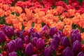 Brightly coloured red, purple and orange tulips at Keukenhof Gardens, Lisse, Netherlands. Keukenhof is known as the Garden of Royalty Free Stock Photo