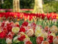 Brightly coloured red and yellow tulips at Keukenhof Gardens, Lisse, Netherlands. Keukenhof is known as the Garden of Royalty Free Stock Photo