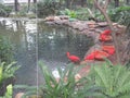 Bright coloured birds at Hong Kong zoological & botanical gardens