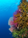 Brightly coloured tropical coral background. Misool, Raja Ampat, Indonesia