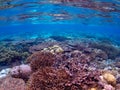 Brightly coloured tropical coral background. Misool, Raja Ampat, Indonesia