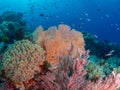 Brightly coloured tropical coral background. Misool, Raja Ampat, Indonesia