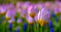 Brightly coloured tulip at Keukenhof Gardens, Lisse, South Holland Royalty Free Stock Photo