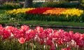 Brightly coloured tulips by the lake at Keukenhof Gardens, Lisse, Netherlands. Keukenhof is known as the Garden of Royalty Free Stock Photo