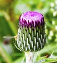 Brightly coloured, well-defined Cirsium setosum Royalty Free Stock Photo