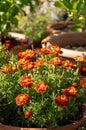 Brightly coloured yellow and flowers growing in containers, at RHS Wisley garden, Surrey UK Royalty Free Stock Photo