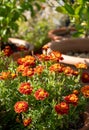 Brightly coloured yellow and orange marigold flowers growing in containers, at RHS Wisley garden, Surrey UK Royalty Free Stock Photo