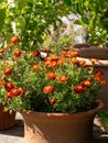 Brightly coloured yellow and orange marigold flowers growing in containers, at RHS Wisley garden, Surrey UK Royalty Free Stock Photo