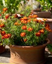 Brightly coloured yellow and orange marigold flowers growing in containers, at RHS Wisley garden, Surrey UK Royalty Free Stock Photo