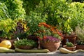 Brightly coloured yellow and orange marigold flowers growing in containers, at RHS Wisley garden, Surrey UK Royalty Free Stock Photo