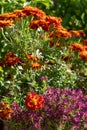 Brightly coloured yellow and orange marigold flowers growing in containers, at RHS Wisley garden, Surrey UK Royalty Free Stock Photo